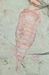 Fossil Aglaspid (Tremaglaspis) With Marrellomorph (Furca) #11061-6